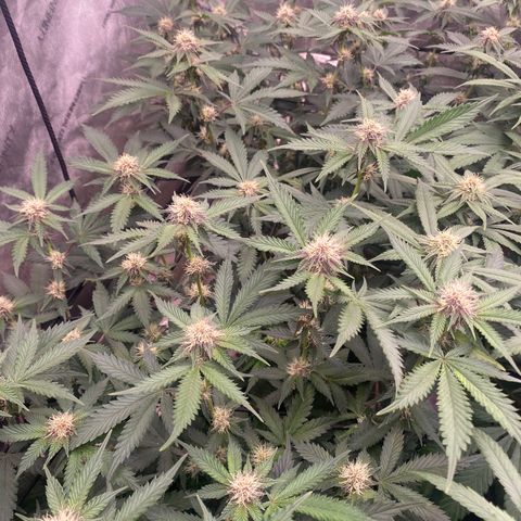 Tropicana Cherry growlog photo: Day 21