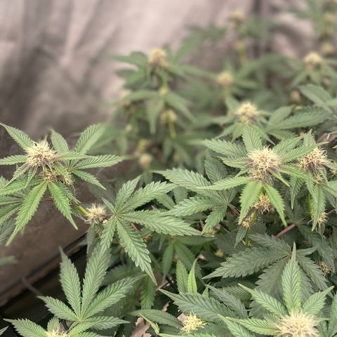 Tropicana Cherry growlog photo: Day 21