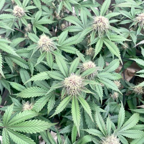 Tropicana Cherry growlog photo: Day 30