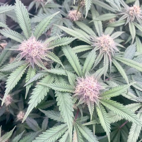 Tropicana Cherry growlog photo: Day 30