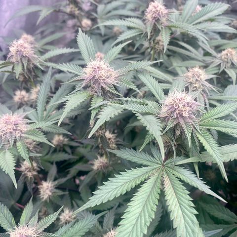 Tropicana Cherry growlog photo: Day 30