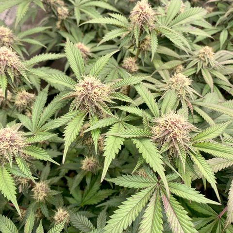 Tropicana Cherry growlog photo: Day 30