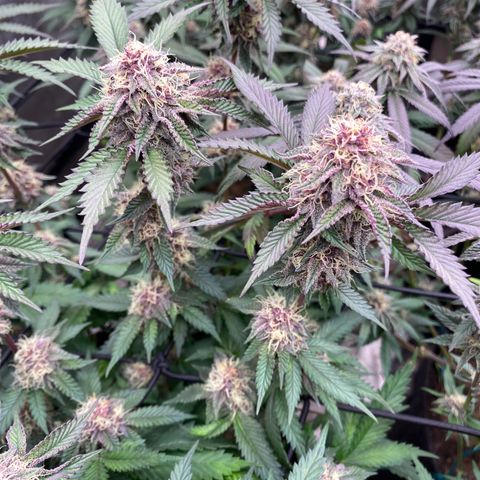 Tropicana Cherry growlog photo: Day 36