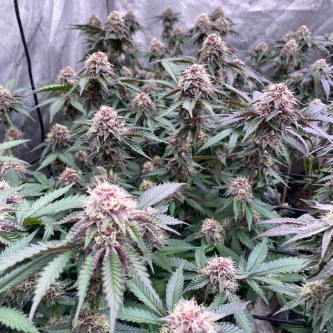 Tropicana Cherry growlog photo: Day 36