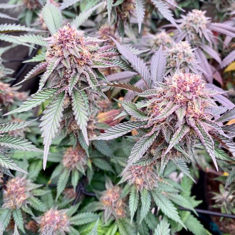 Tropicana Cherry growlog photo: Day 43
