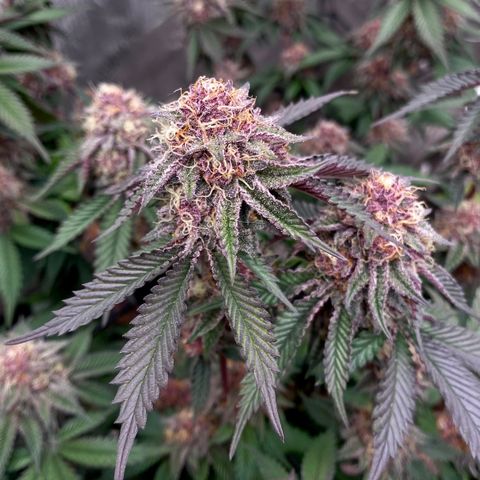 Tropicana Cherry growlog photo: Day 43

