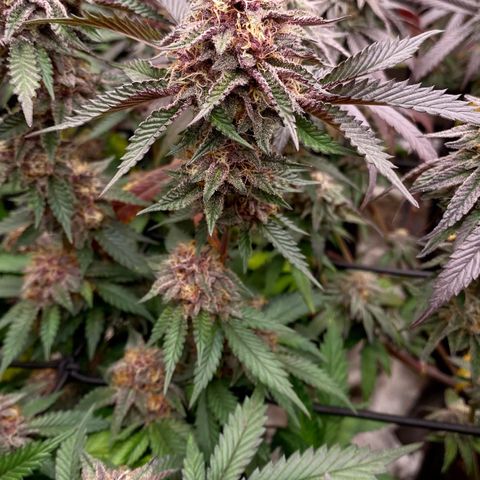 Tropicana Cherry growlog photo: Day 43
