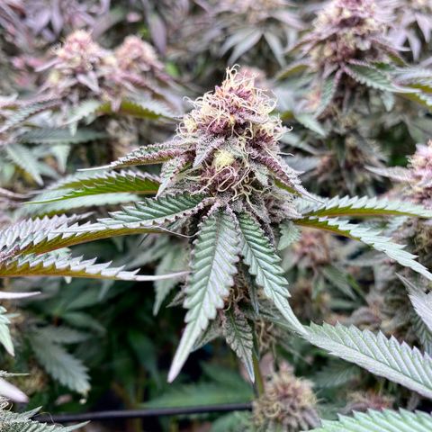 Tropicana Cherry growlog photo: Day 43
