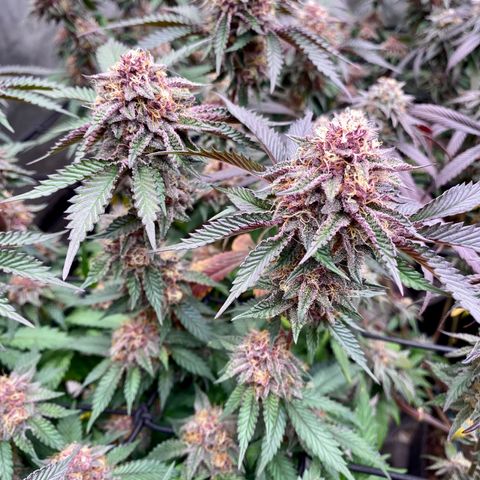 Tropicana Cherry growlog photo: Day 43
