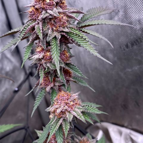 Tropicana Cherry growlog photo: Day 49