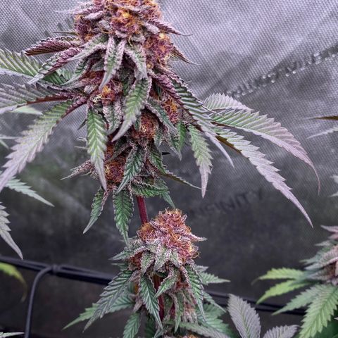 Tropicana Cherry growlog photo: Day 49