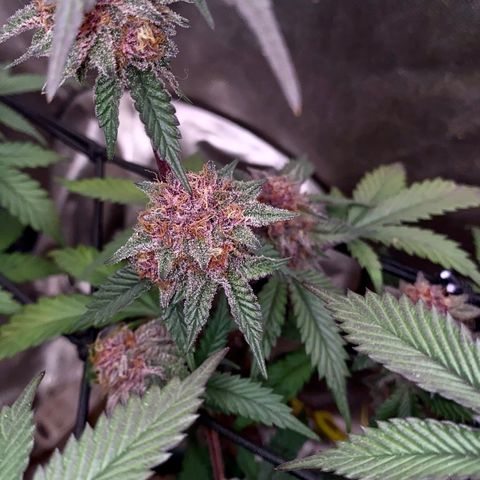 Tropicana Cherry growlog photo: Day 49