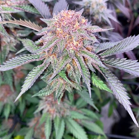 Tropicana Cherry growlog photo: Day 49