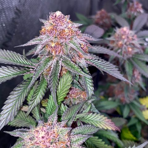 Tropicana Cherry growlog photo: Day 49