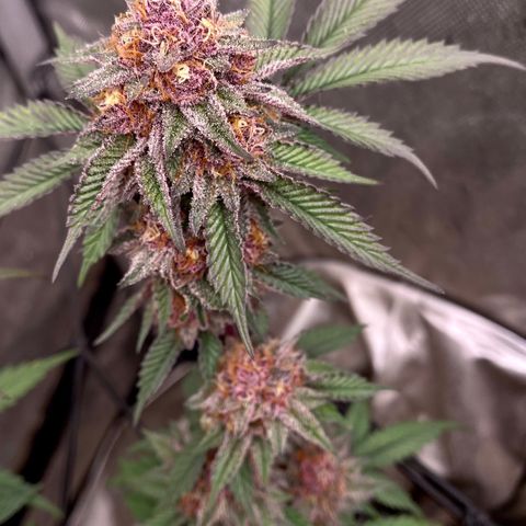 Tropicana Cherry growlog photo: Day 49