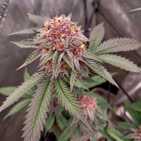 Tropicana Cherry growlog photo: Day 49
