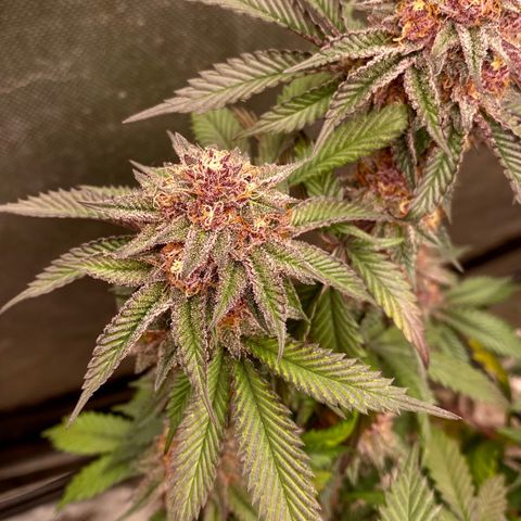 Tropicana Cherry growlog photo: Day 49