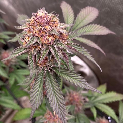Tropicana Cherry growlog photo: Day 49