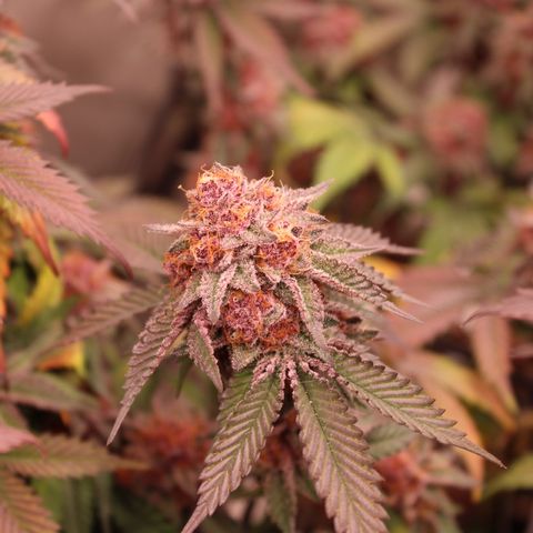 Tropicana Cherry growlog photo: Day 53