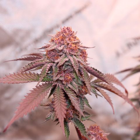 Tropicana Cherry growlog photo: Day 53