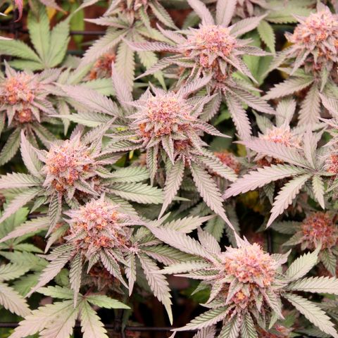 Tropicana Cherry growlog photo: Day 53