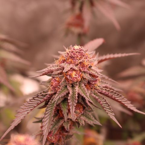 Tropicana Cherry growlog photo: Day 53