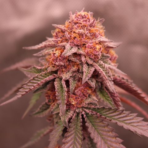 Tropicana Cherry growlog photo: Day 53