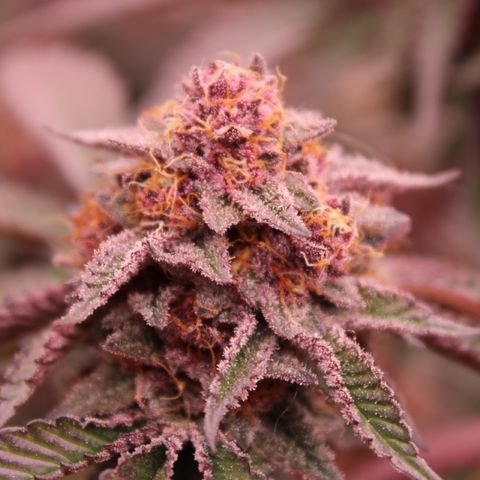 Tropicana Cherry growlog photo: Day 53