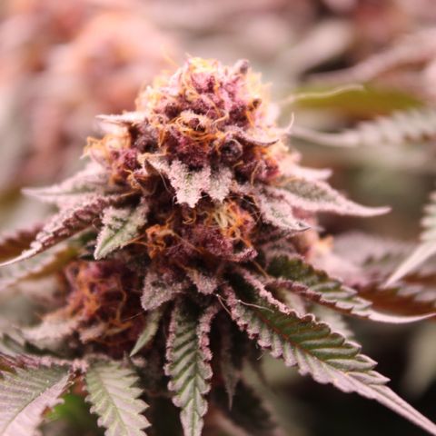 Tropicana Cherry growlog photo: Day 53