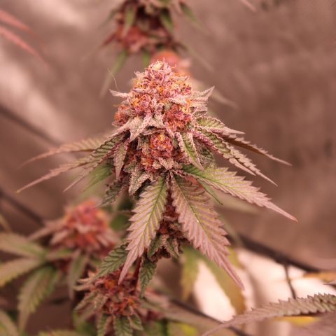 Tropicana Cherry growlog photo: Day 53