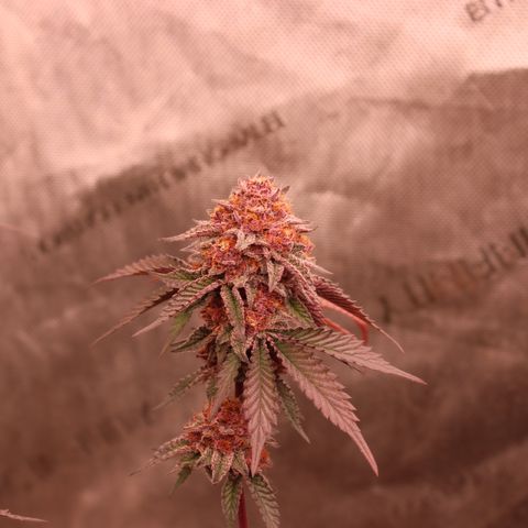 Tropicana Cherry growlog photo: Day 53