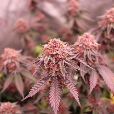 Tropicana Cherry growlog photo: Day 53