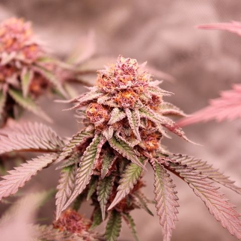 Tropicana Cherry growlog photo: Day 55