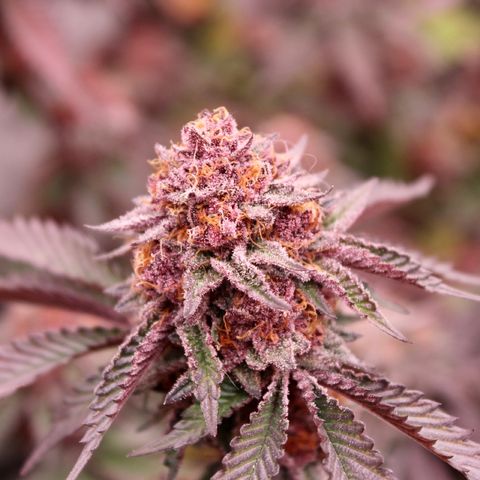 Tropicana Cherry growlog photo: Day 55