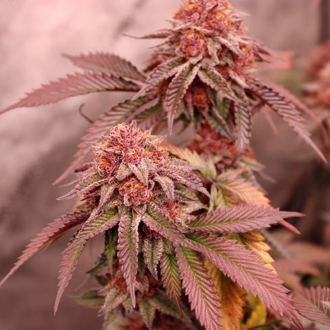 Tropicana Cherry growlog photo: Day 55