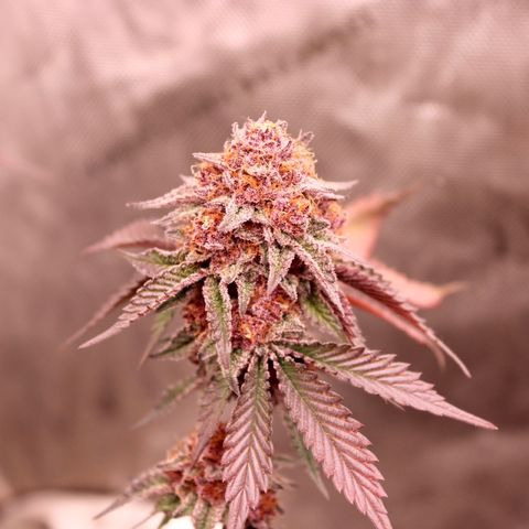 Tropicana Cherry growlog photo: Day 55