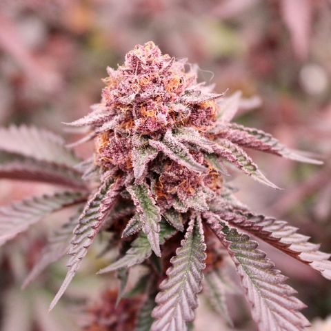 Tropicana Cherry growlog photo: Day 55