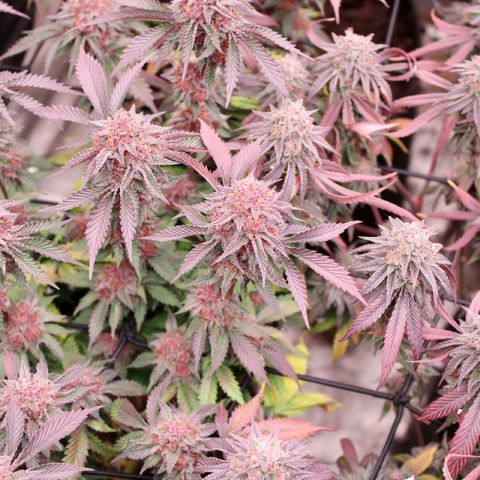 Tropicana Cherry growlog photo: Day 55