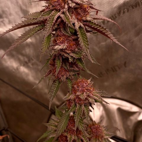 Tropicana Cherry growlog photo: Day 57