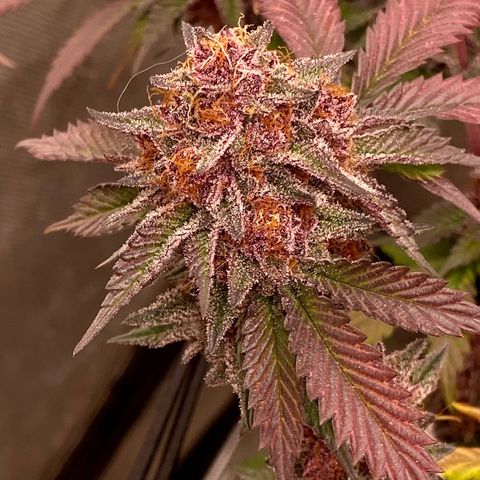 Tropicana Cherry growlog photo: Day 57