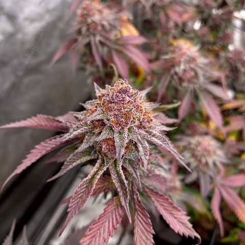 Tropicana Cherry growlog photo: Day 60