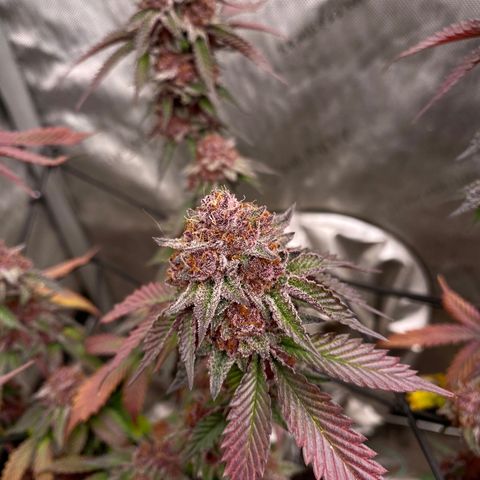 Tropicana Cherry growlog photo: Day 60