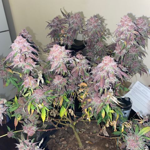 Tropicana Cherry growlog photo: Day 64