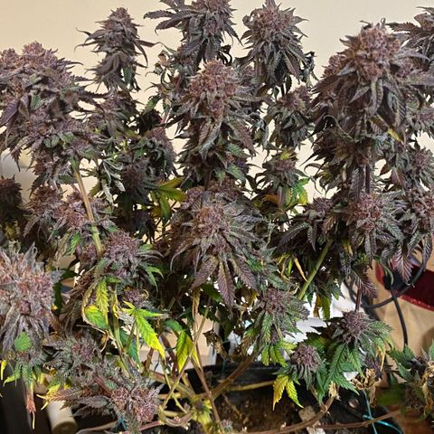 Tropicana Cherry growlog photo: Day 64
