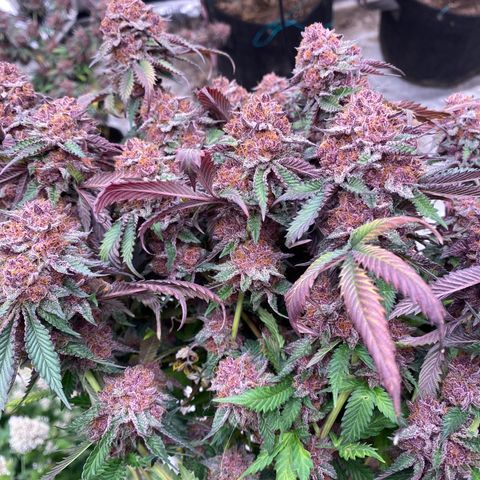 Tropicana Cherry growlog photo: Day 65 harvest day!