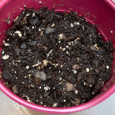 Gorilla Glue 1 7/23 growlog photo: Day planted +1