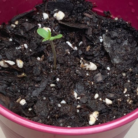 Bruce Banner 7/22 growlog photo: First Leaves 