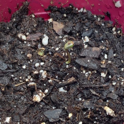 Gorilla Glue 1 7/23 growlog photo: Uncapped 