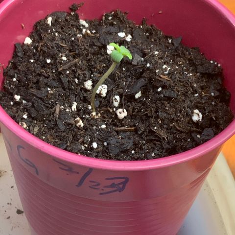 Gorilla Glue 1 7/23 growlog timeline photo