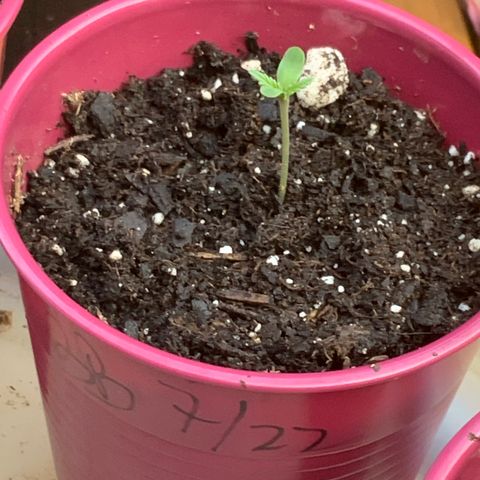 Bruce Banner 7/22 growlog timeline photo